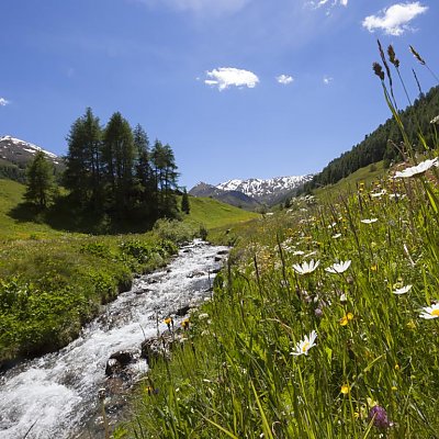 Juicy mountain meadows in summer in Val Venosta